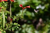 Enlarge photo 58