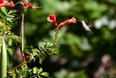 Enlarge photo 59