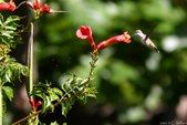 Enlarge photo 62