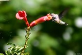 Enlarge photo 63