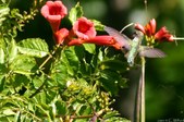 Enlarge photo 64