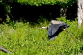 Enlarge photo 78