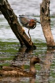 Enlarge photo 84