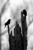 Enlarge photo 112