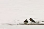 Enlarge photo 92