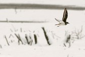 Enlarge photo 93