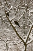 Enlarge photo 94