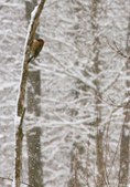 Enlarge photo 95