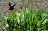 Enlarge photo 106