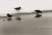 Enlarge photo 109
