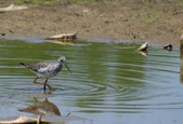 Enlarge photo 111