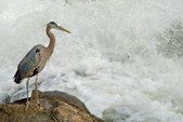 Enlarge photo 121