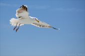 Enlarge photo 152