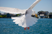 Enlarge photo 155