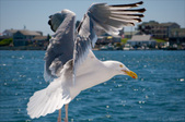 Enlarge photo 156