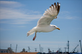 Enlarge photo 157