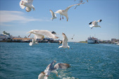 Enlarge photo 158