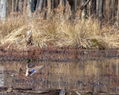 Enlarge photo 126