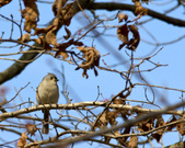 Enlarge photo 127