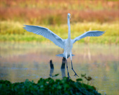 Enlarge photo 134