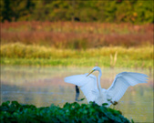 Enlarge photo 133