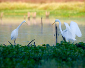 Enlarge photo 135
