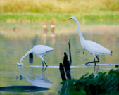 Enlarge photo 136