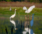 Enlarge photo 142