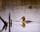 Enlarge photo 165