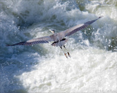 Enlarge photo 129