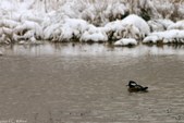 Enlarge photo 57