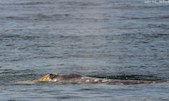 Enlarge photo 33