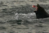 Enlarge photo 38