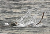 Enlarge photo 39