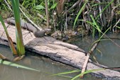 Enlarge photo 69