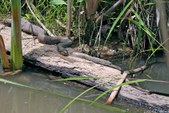 Enlarge photo 71