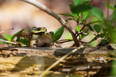 Enlarge photo 124