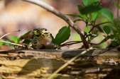Enlarge photo 125