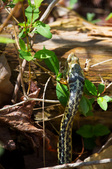 Enlarge photo 126