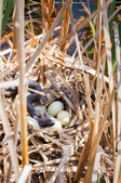 Enlarge photo 109