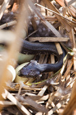 Enlarge photo 113
