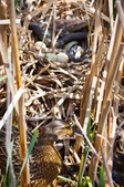 Enlarge photo 117
