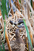 Enlarge photo 120