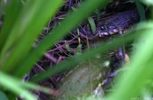 Enlarge photo 53