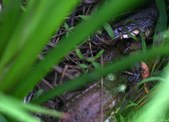Enlarge photo 54