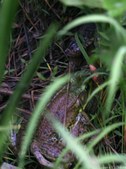 Enlarge photo 55
