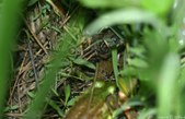 Enlarge photo 56