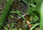 Enlarge photo 57