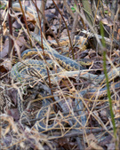 Enlarge photo 89