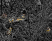 Enlarge photo 91
